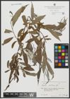 Foto von Salix alba L.